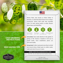 Money Plant Seed for Planting - 1 Packet with Instructions to Plant & Grow Lunaria Annua in Your Home Garden - Non-GMO Heirloom Variety Money Tree Honesty Plant Flower Seeds - Survival Garden Seeds