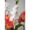 BQEE Long Stem Artificial Gladiolus Flower, Set of 2, Home/Wedding/Office