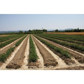 Mariangela Prunotto - Una Delizia Albese - Frutticultori in Alba Dal 1863 (Ma7Jq) Azienda Agricola, N. 3 Vasetti Pesto Verde Vegano Biologico 130 G