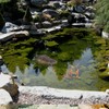 Rehomy Pond Floating Alligator Head Decoy Pool Accessories Detailed Artificial