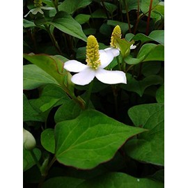 2.1 oz (60 g) Naturally Cultivated (Does Not Use Pesticides or Chemical Fertilizers) [Made in Japan 100% Azumino] Dokudami Tea Produced in the Year