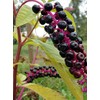 AMERICAN POKEWEED "Phytolacca americana" ~Makes great Vine~ Perennial SEEDSF