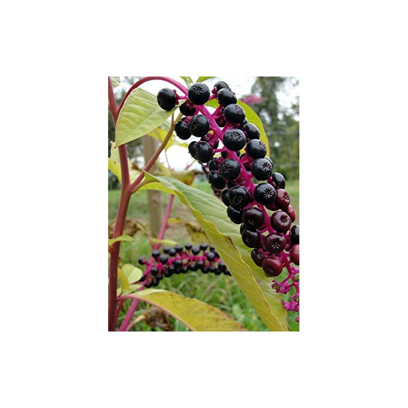 AMERICAN POKEWEED "Phytolacca americana" ~Makes great Vine~ Perennial SEEDSF