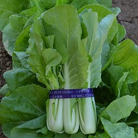 Cabbage Seeds - Pak Choi - QD- 2 Express - Hybrid - 1 Oz ~10000 Seeds - Non-GMO, F1 Hybrid - Asian Garden Vegetable