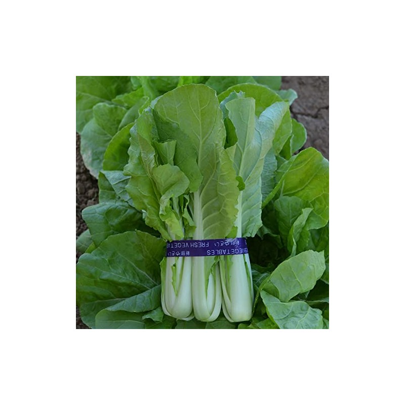 Cabbage Seeds - Pak Choi - QD- 2 Express -