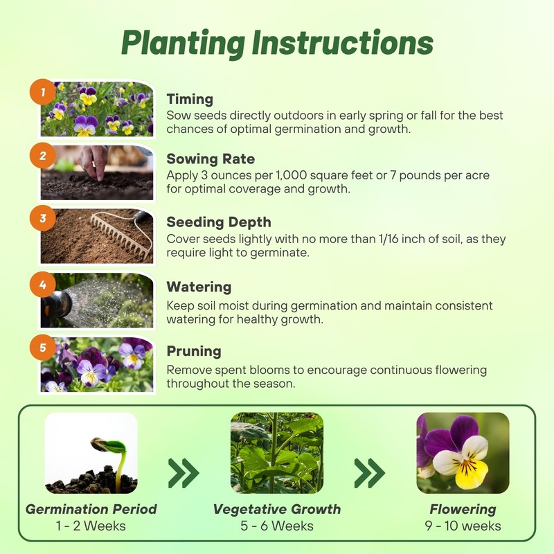 Outsidepride Johnny Jump Up Viola Wild Flower Seeds - 5000