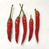 Wayland Chiles Dhanraj Seeds