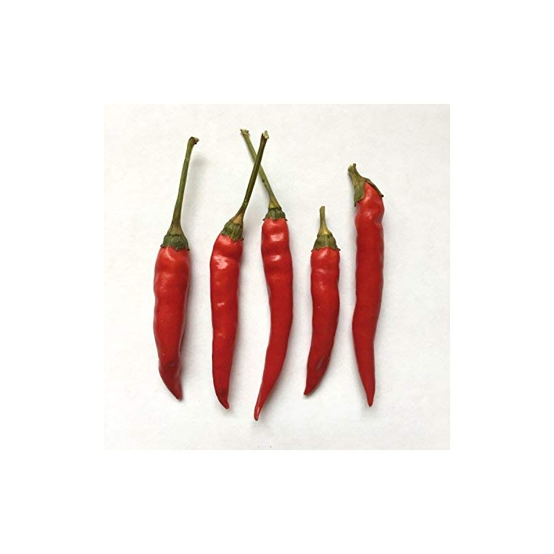 Wayland Chiles Dhanraj Seeds
