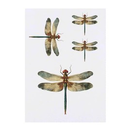 4 x 'Open Winged Dragonfly' Temporary Tattoos - Water Resistant, Skin-Safe, Non-Toxic Transfers, Mixed Sizes (TO00077938)
