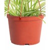 Shop Succulents Shop Succulents Spider Plant, Hanging Live Indoor Plant,