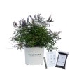 Delta Blues Vitex Chaste Tree - 3 Gallon - Includes
