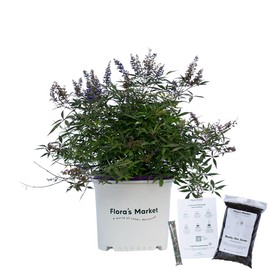 Delta Blues Vitex Chaste Tree - 3 Gallon - Includes Planting Kit