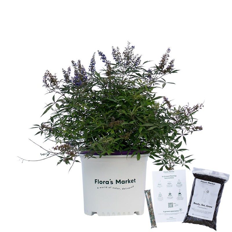 Delta Blues Vitex Chaste Tree - 3 Gallon - Includes