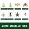 Garsum 21 Sticky Traps for Indoor Plants - Catch Gnat