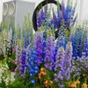 Consolida Ajacis Larkspur Flower Seeds Pack of 500+ Flower Seeds