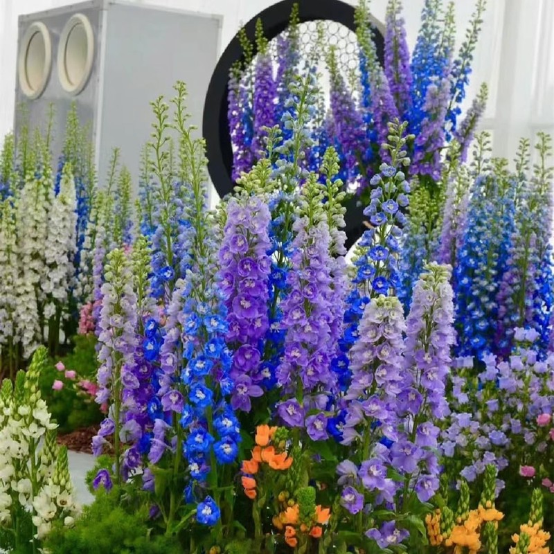 Consolida Ajacis Larkspur Flower Seeds Pack of 500+ Flower Seeds