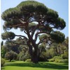 Pinus Eldarica (Afghan Pine) Seeds - Pine Tree Seeds for