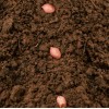 TomorrowSeeds Jumbo Bailey Virginia Peanut Seeds | For 2025 Planting