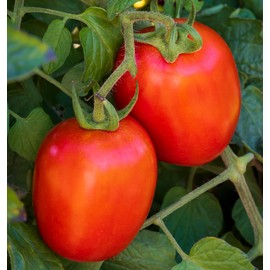 Burpee 'Fresh Salsa', Tomato Seeds, 30 Non-GMO Seeds