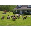 Canada Goose Head Decoy Flocking Kit - 50 Heads