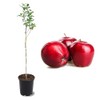 American Plant Exchange Live Red Delicious Apple Tree, Fruit-Bearing Plant