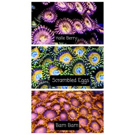 Unbranded You Choose Coral Zoanthid Palythoa frag pack, you choose which zoa  - 8 pack