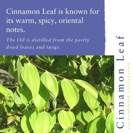 Absolute Aromas Cinnamon Leaf Essential Oil 10ml - Pure, Natural, Undiluted and Cruelty Free - for use in Diffusers, Aromatherapy and DIY Beauty Recipes