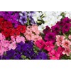 NIKA SEEDS - Flowers Petunia Unicum Mix F1 Annual -
