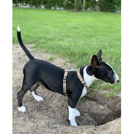 Max & Molly Dog Harness in H-Shape, Ultra Comfortable Neoprene Harness for Medium Dogs, Comic/M, Padded, Safe & Ultralight - Comfort for Your Faithful Companion