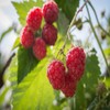 4 Heritage Red Raspberry Plants, bare-root LARGE 2-year 18-24" trimmed