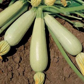 Fresh 25 SUMMER TRIESTE WHITE SQUASH (ZUCCHINI) SEEDS  Organic NON - GMO , 2025 season