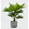 FUN AND GROW SEEDS: Seeds Chinese Fan Palm Livinstona Indoor