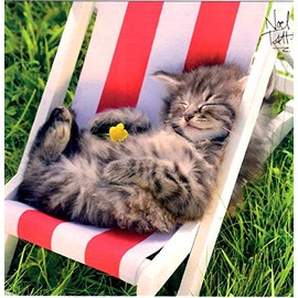 Birthday / Blank Greeting Card for Him/Her - Male / Female - Cat Nap - General Card Suitable for any Occasion - Made in the UK - Eco-Friendly