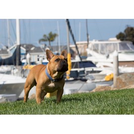 LupinePet Eco 1" Mountain Lake 12-20" Adjustable Collar for Medium and Larger Dogs