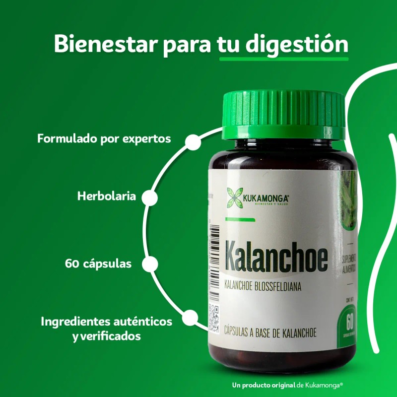 Castao De Indias Kalanchoe 60 Cps Bienestar De Piernas Sin