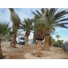 Seedville ™ by Seedville USA Canary Island Date, Pineapple Palm,