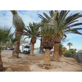 Seedville ™ by Seedville USA Canary Island Date, Pineapple Palm, Phoenix Canariensis 2 Live Plants, 12" - 15"