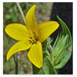 David's Garden Seeds Flower Native Texas Yellow Star 3455 (Yellow) 500 Non-GMO, Heirloom Seeds