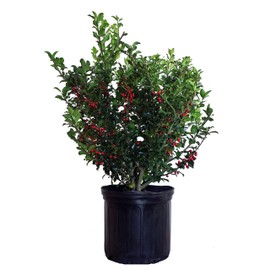 Ilex X meserveae 'Berryific' (Holly) Evergreen, Male & female in same pot, #3 - Size Container