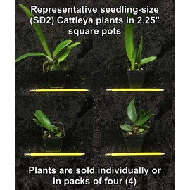 Orchid Insanity – “Mystery”/no-Name Cattleya Orchids – Huge Variety, Easy to Grow, Big Blooms, Many Fragrant (NOT in-Bud/Bloom When Shipped)