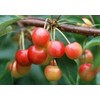 Kristin Cherry Tree Seeds - 20 Cherry Seeds - Qualityseeds4less