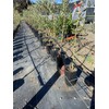 Stuewe & Sons – TP812 Treepot – 8” x 12”