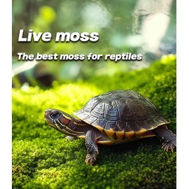LUCKY PLANT Live Moss for Reptiles - Terrarium Moss for Reptiles Peat Moss for Reptiles Habitat Bedding Moss for Snakes Turtle Frog Gecko and Other Reptiles Substrate 50 Square inches Live Moss