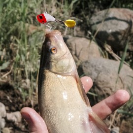 DAJUXIN 3 Pcs Lure Fishing Hook Fishing Lure Artificial Bait 3D Eyes Soft Fishing Lure Single Hook Baits for Perch Trout Pike Chub Zander