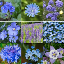 Eden Brothers Singin The Blues Wildflower Mixed Seeds for Planting, 1 lb, 480,000+ Seeds with Blue Flax, Lupine, Chicory | Attracts Pollinators, Plant in Spring or Fall, Zones 3, 4, 5, 6, 7, 8, 9, 10