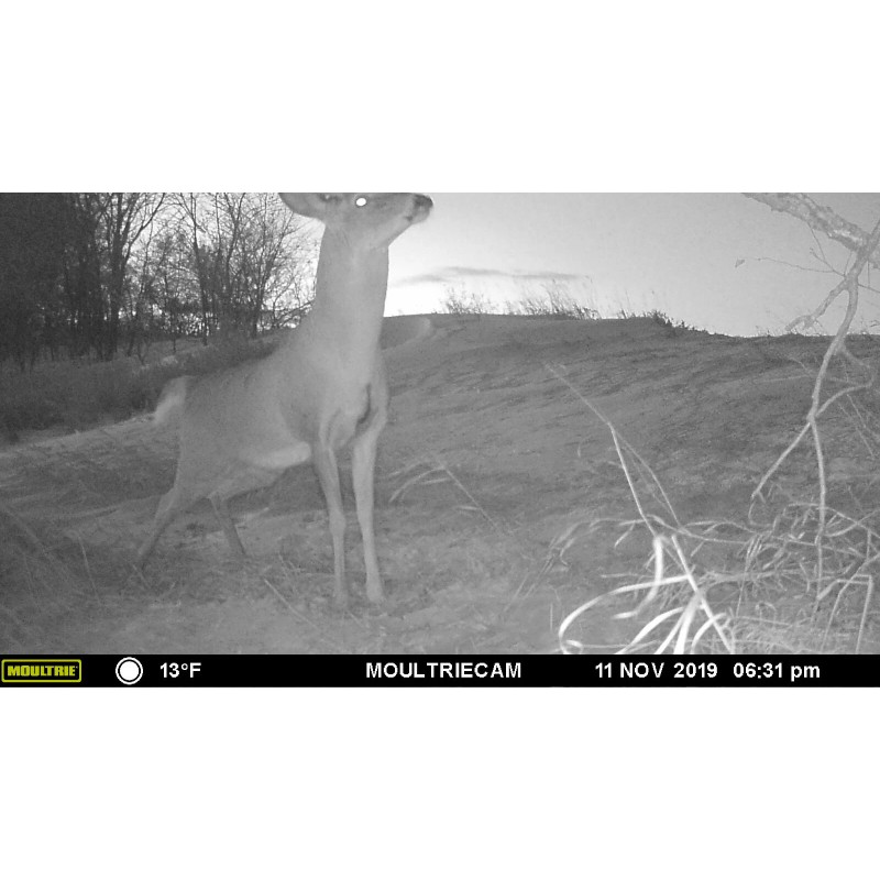 Señuelo de ciervo con mantequilla de nuez 1 oz, aroma