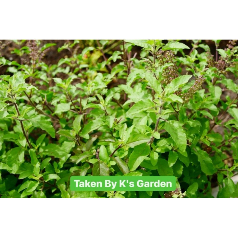 HOLY BASIL SEEDS, กะเพราขาว - HẠT HƯƠNG NHU TÍA (500+