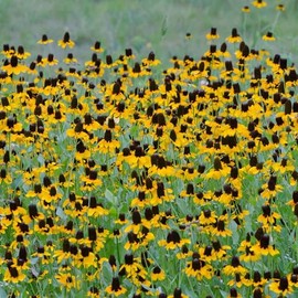 Clasping Coneflower Seeds - 1 Ounce - Yellow Flower Seeds, Heirloom Seed, Open Pollinated Seed Attracts Bees, Attracts Butterflies, Attracts Pollinators, Edible, Extended Bloom Time, Container