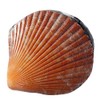 ART-CRAFT Small Shell Box Orange Ring Box with Lid Ring