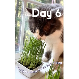 CAT Grass Seeds | Grow *100* Pots of Edible Cat Grass for Indoor Cats and Kittens - Easy! Fast! Over 24,000 Smooth Delicious Ryegrass Seeds | Cat Rescuer Bulk Pack